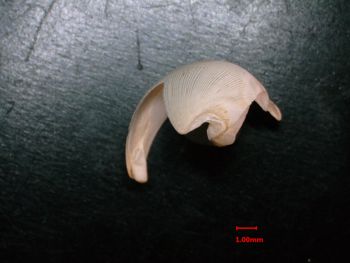 Media type: image;   Malacology 232049 Description: hinge view of valve;  Aspect: hinge
